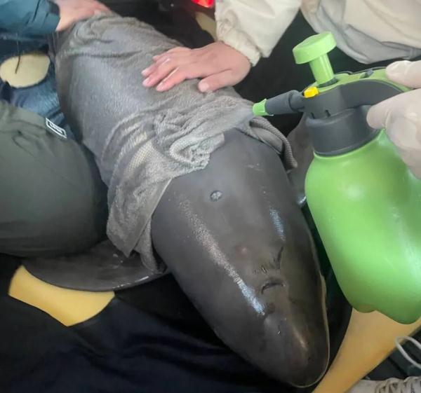 The first case in China, this finless porpoise was rescued!