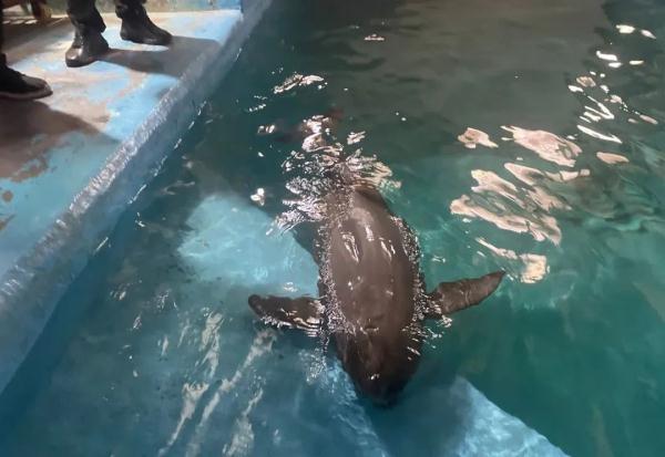 The first case in China, this finless porpoise was rescued!