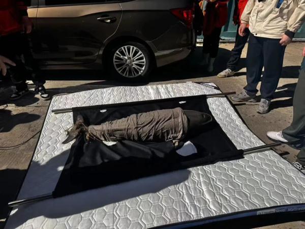The first case in China, this finless porpoise was rescued!