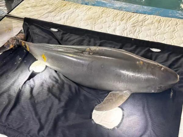 The first case in China, this finless porpoise was rescued!