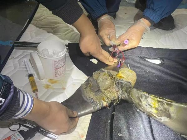 The first case in China, this finless porpoise was rescued!