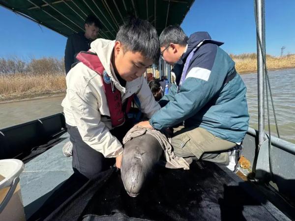 The first case in China, this finless porpoise was rescued!